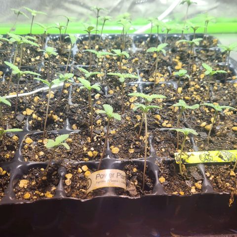 56 Hawaiian Shark  growlog timeline photo