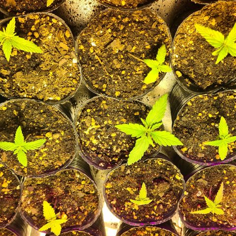 56 Hawaiian Shark  growlog timeline photo