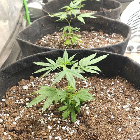 Aromito Six pack growlog photo: Hoy se transplanta desde su maceta original. Maceta 20 lts geotextil. 