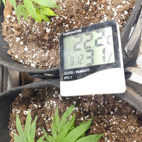 Aromito Six pack growlog photo: Hoy se transplanta desde su maceta original. Maceta 20 lts geotextil. 