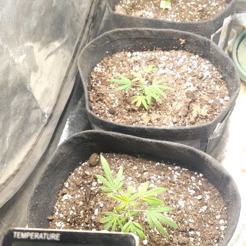 Aromito Six pack growlog timeline photo