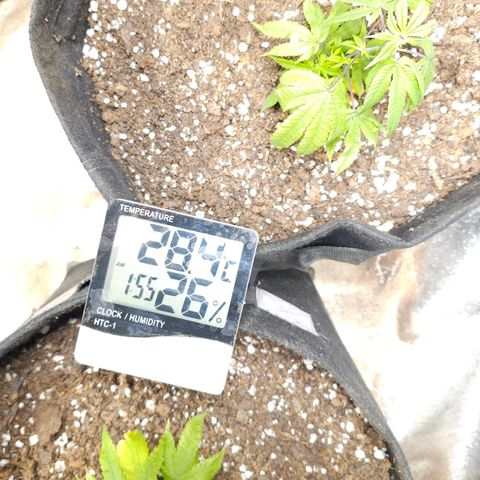 Aromito Six pack growlog timeline photo