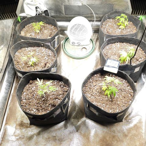 Aromito Six pack growlog timeline photo