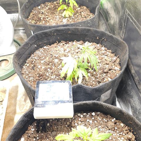 Aromito Six pack growlog timeline photo