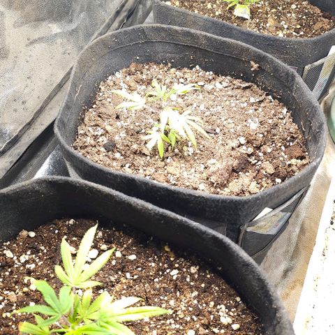 Aromito Six pack growlog timeline photo