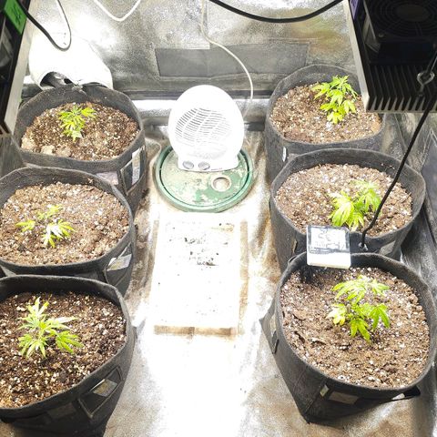 Aromito Six pack growlog timeline photo