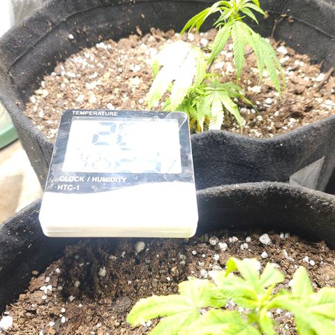 Aromito Six pack growlog timeline photo