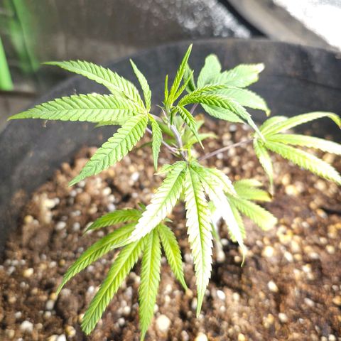 Aromito Six pack growlog timeline photo