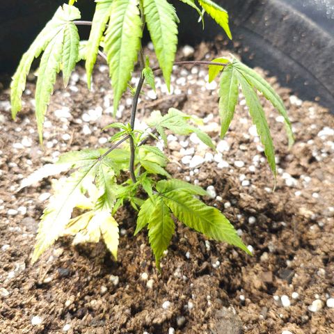 Aromito Six pack growlog timeline photo