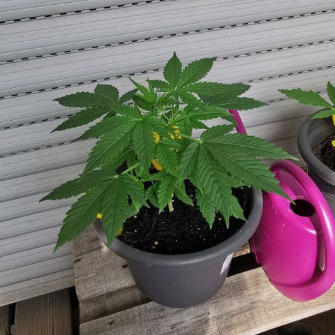 Bim growlog timeline photo