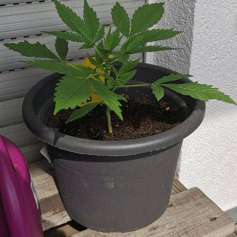 Bam growlog timeline photo