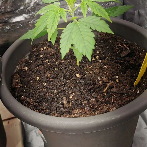 Bim growlog photo: Gelbsticker eingebracht