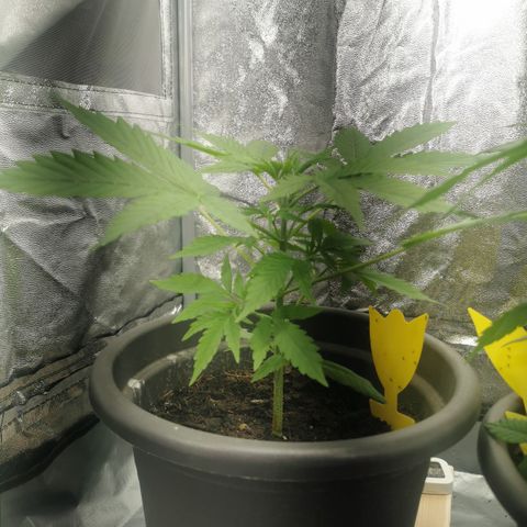 Bam growlog photo: Trauermücken besiegt mit Nemabest Nemathoden