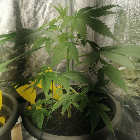 Bim growlog photo: Trauermücken besiegt mit Nemabest Nemathoden

