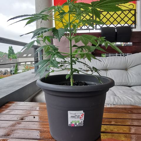 Bim growlog photo: Vor umtopfen