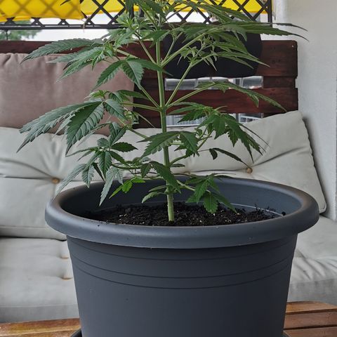 Bim growlog photo: Nach umtopfen von 5 in 15 Liter