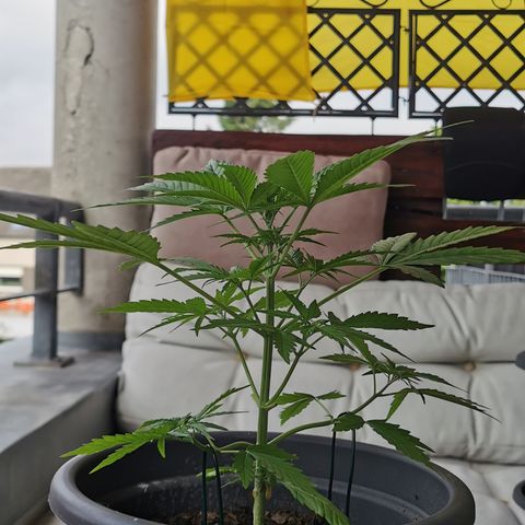 Bam growlog photo: Vor Umtopfen 