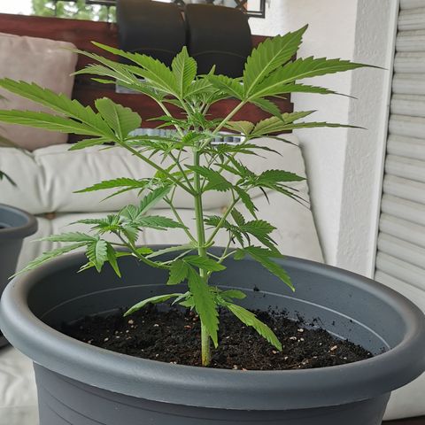 Bam growlog photo: Nach umtopfen von 5 in 15 Liter 