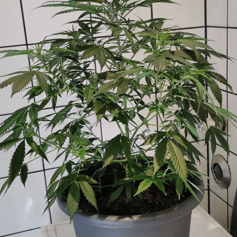 Bim growlog timeline photo