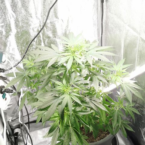 Bim growlog timeline photo