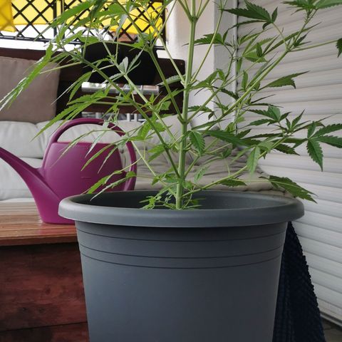 Bam growlog timeline photo
