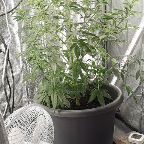 Bim growlog timeline photo