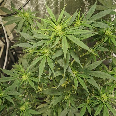 Bim growlog timeline photo