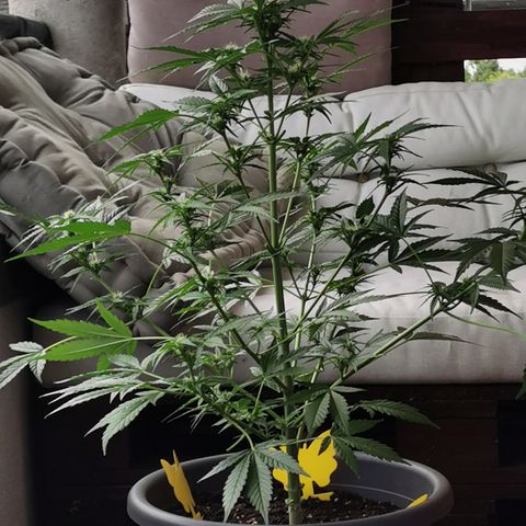 Bam growlog photo: Ist schon länger in der Blüte ca 2 Wochen habs vercheckt