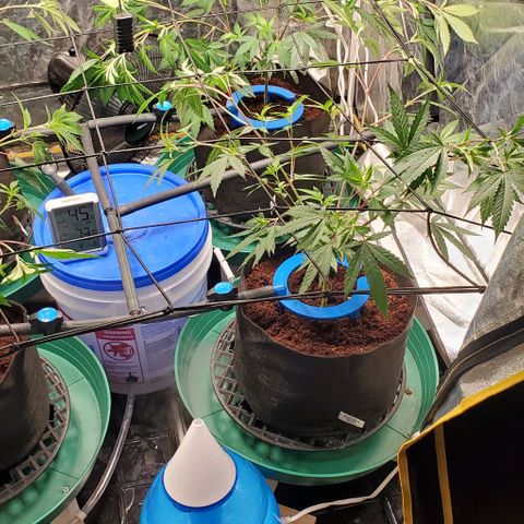 FP Clone  #1 growlog timeline photo