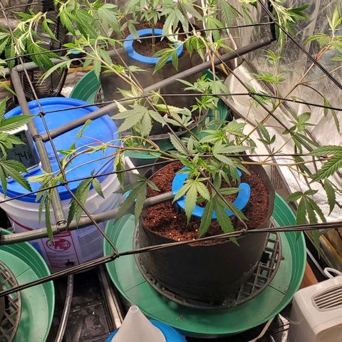FP Clone  #1 growlog timeline photo