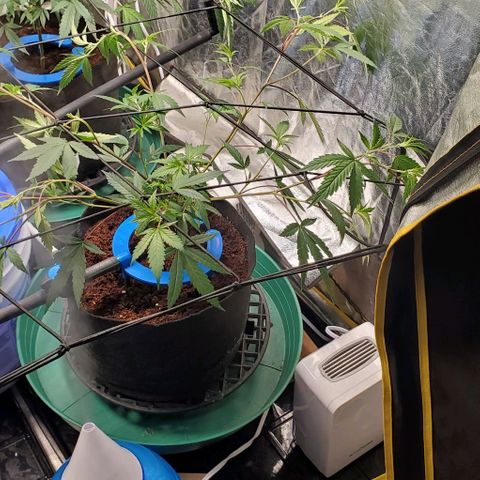 FP Clone  #1 growlog timeline photo