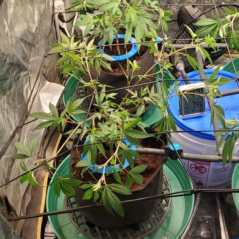 FP Clone  #1 growlog timeline photo