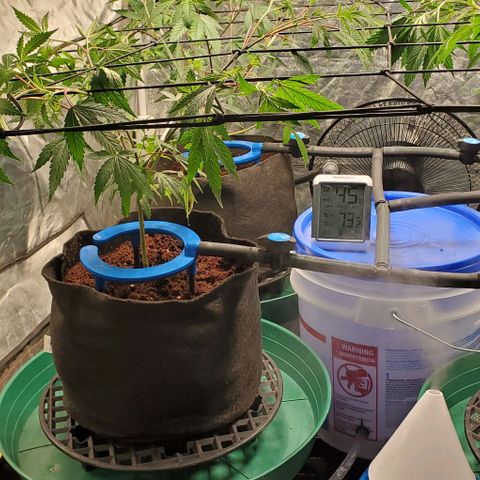 FP Clone  #1 growlog timeline photo