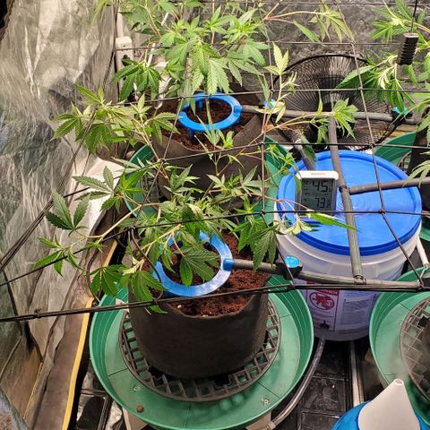 FP Clone  #1 growlog timeline photo