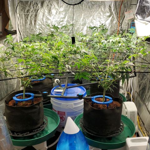 FP Clone  #1 growlog timeline photo
