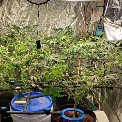 FP Clone  #1 growlog timeline photo
