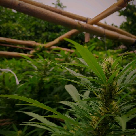 Vicky growlog photo: 🥰