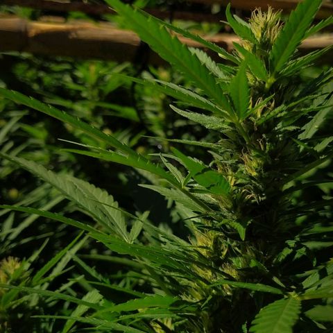 Vicky growlog timeline photo