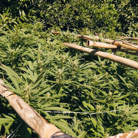 Vicky growlog timeline photo
