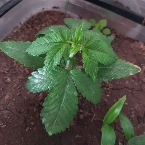 Punk growlog timeline photo