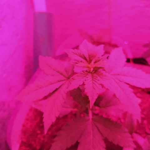 Punk growlog timeline photo