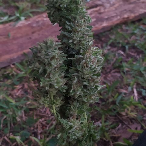 Vicky growlog timeline photo