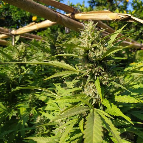 Vicky growlog timeline photo