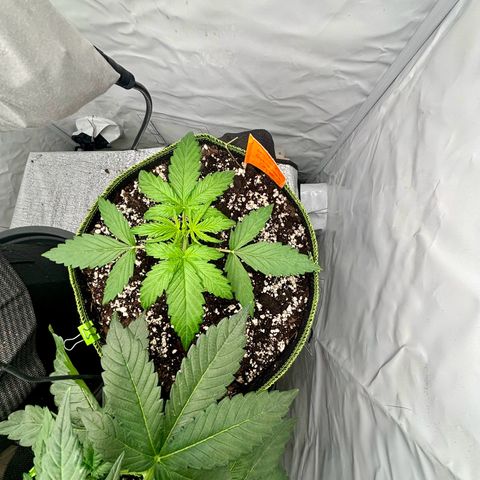 Green Gelato Automatic growlog timeline photo
