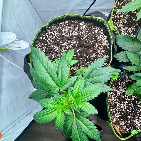 Green Gelato Automatic growlog timeline photo