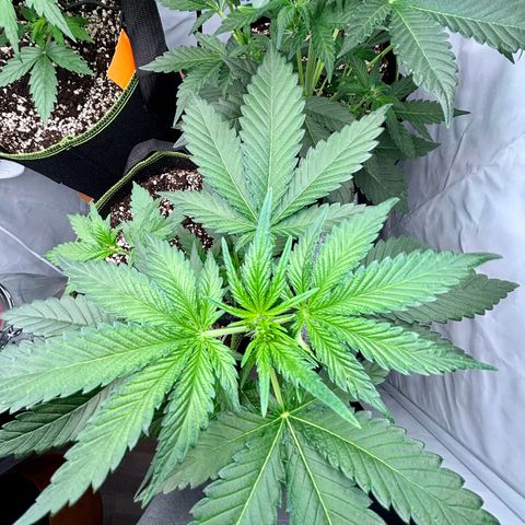 Green Gelato Automatic growlog timeline photo