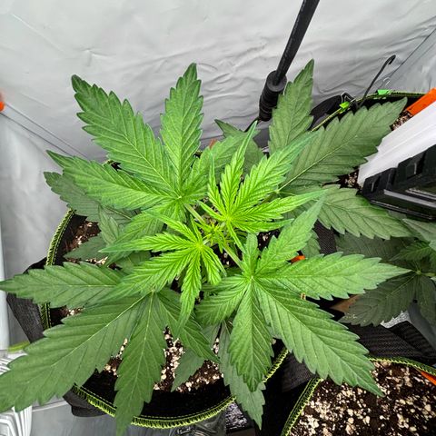 Green Gelato Automatic growlog timeline photo