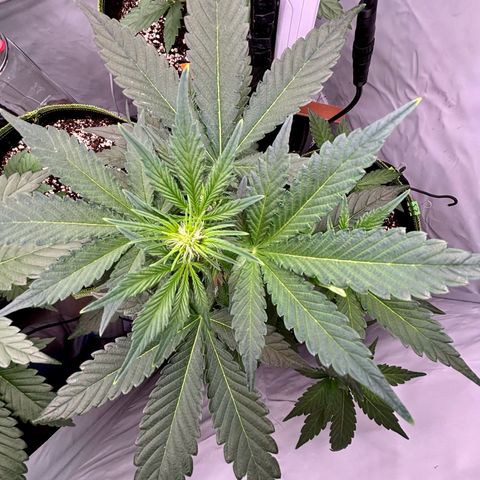 Green Gelato Automatic growlog timeline photo