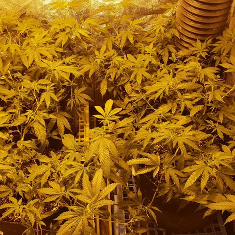 Candy Store 4 growlog timeline photo