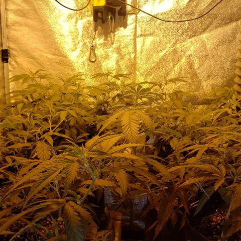 Candy Store 4 growlog timeline photo